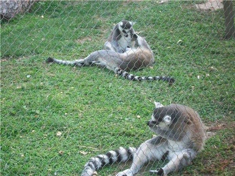 zoo 2010