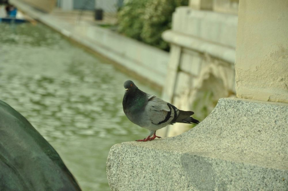 Parque Retiro (Madrid) 26-04-2014