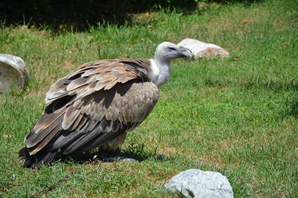 zoo 07-07-2018
