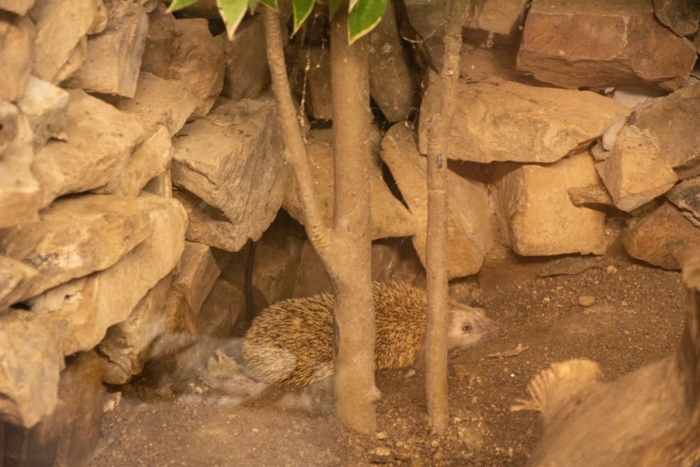 Zoo de Lillo 03-09-2022