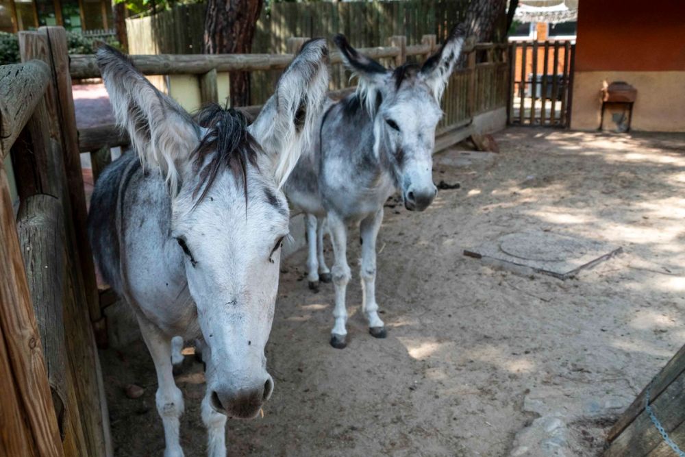 Zoo 29-07-2026