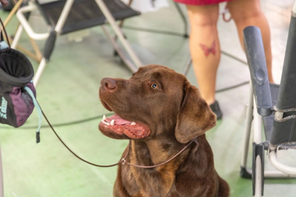 Perretes de la Exposicion canina (ciudad real) 01-06-2024