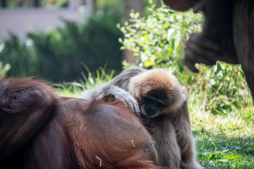 Zoo 29-07-2026