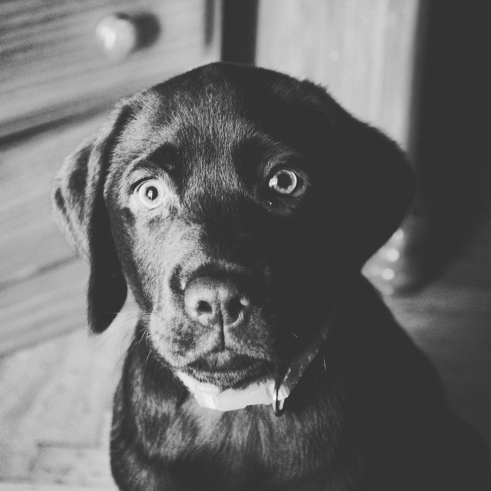 baby Conan