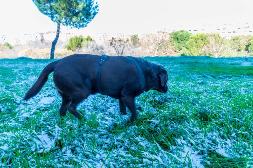 Conan en la nieve 05-01-2026