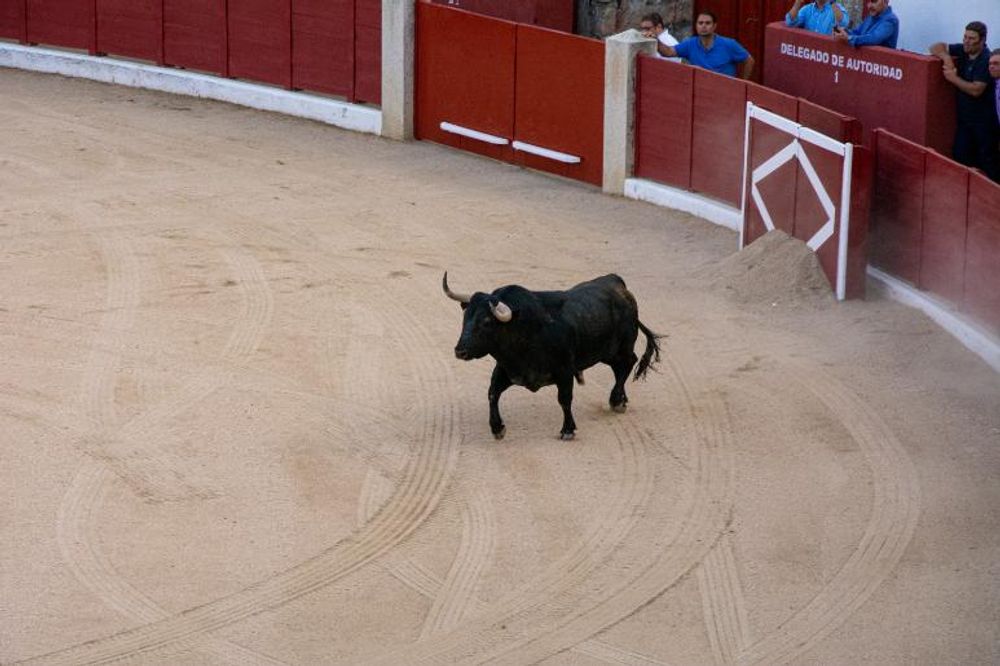 Toros en Colmenar Viejo 22-08-2019