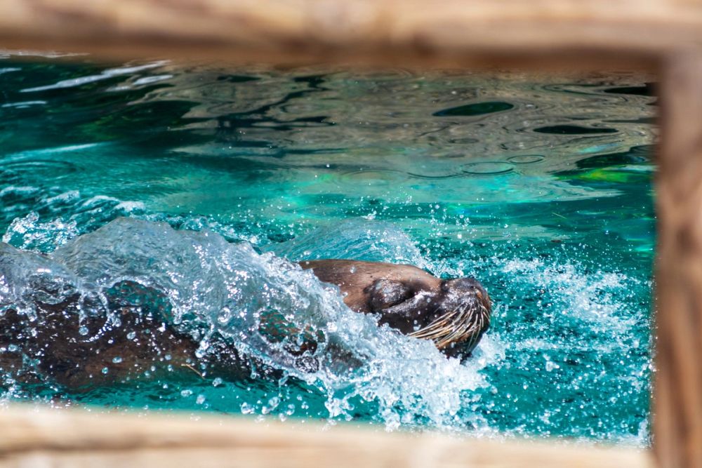 Zoo 17-08-2024