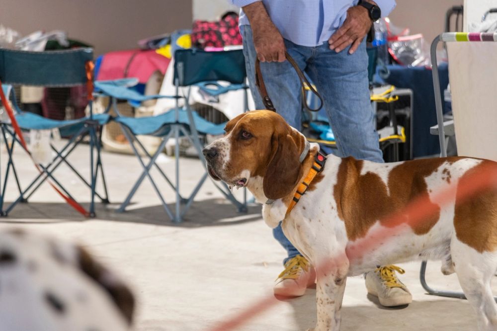 Perretes de la Exposicion canina (ciudad real) 02-06-2024
