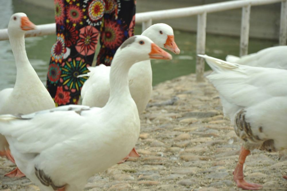 Ocas y patos en parque polvoranca (Leganes) 30-08-2014