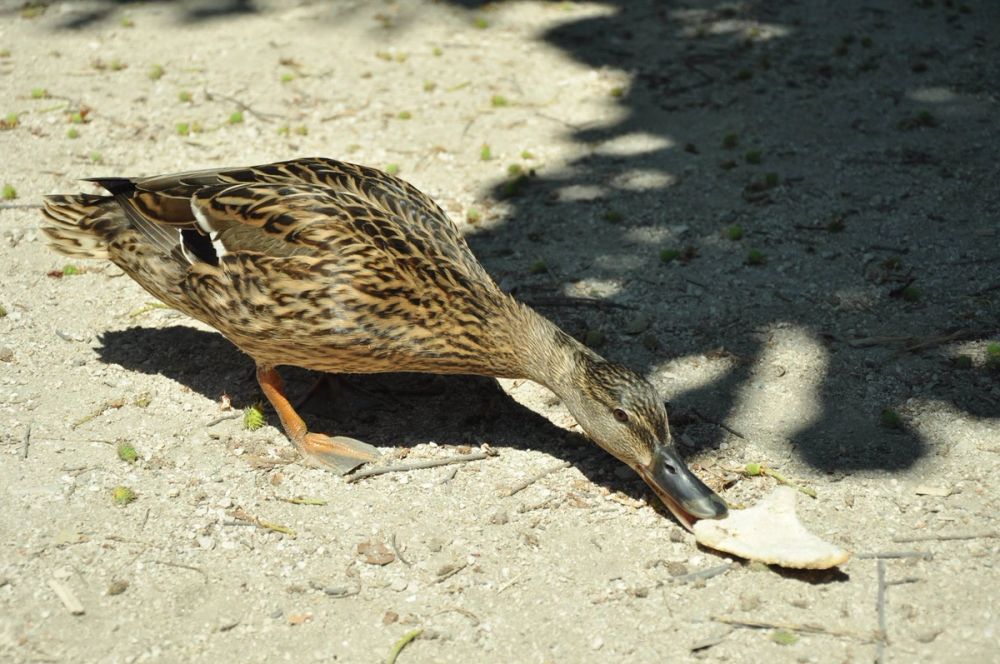 Parque del Retiro (Madrid) 30-05-2015