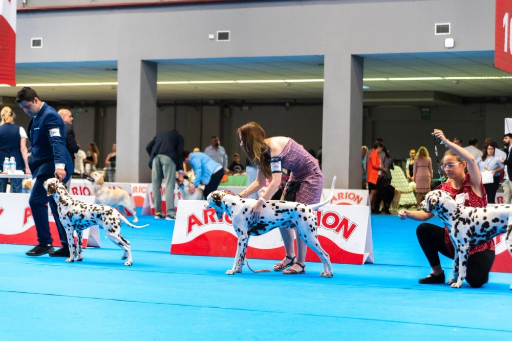 Exposicion canina (ciudad real) 01-06-2024