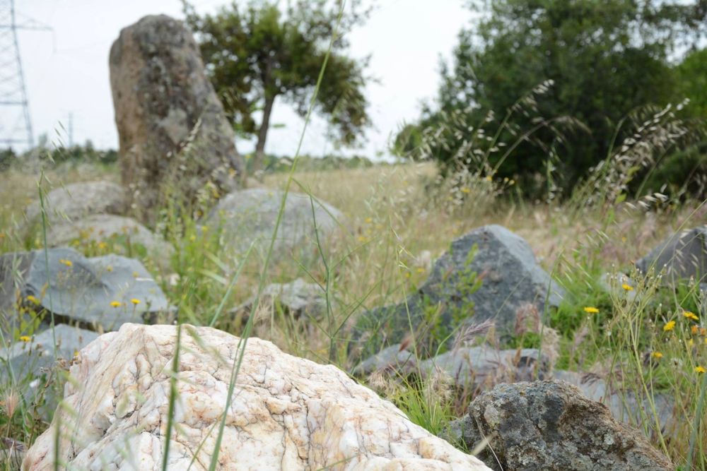 Naturaleza Parque polvoranca (Leganes) 10-06-2019