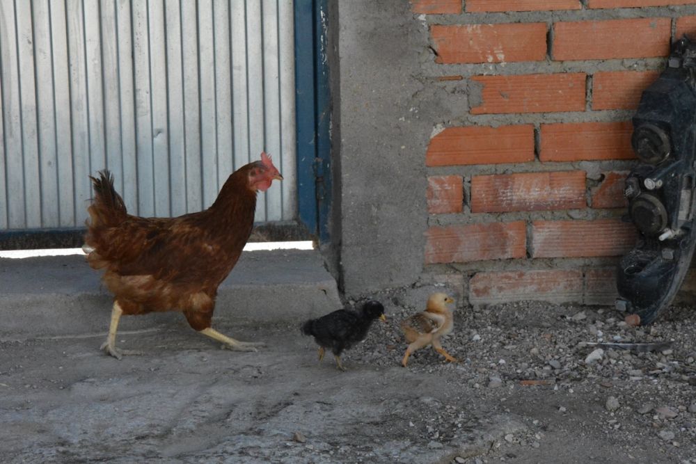 Gallinas de corral 