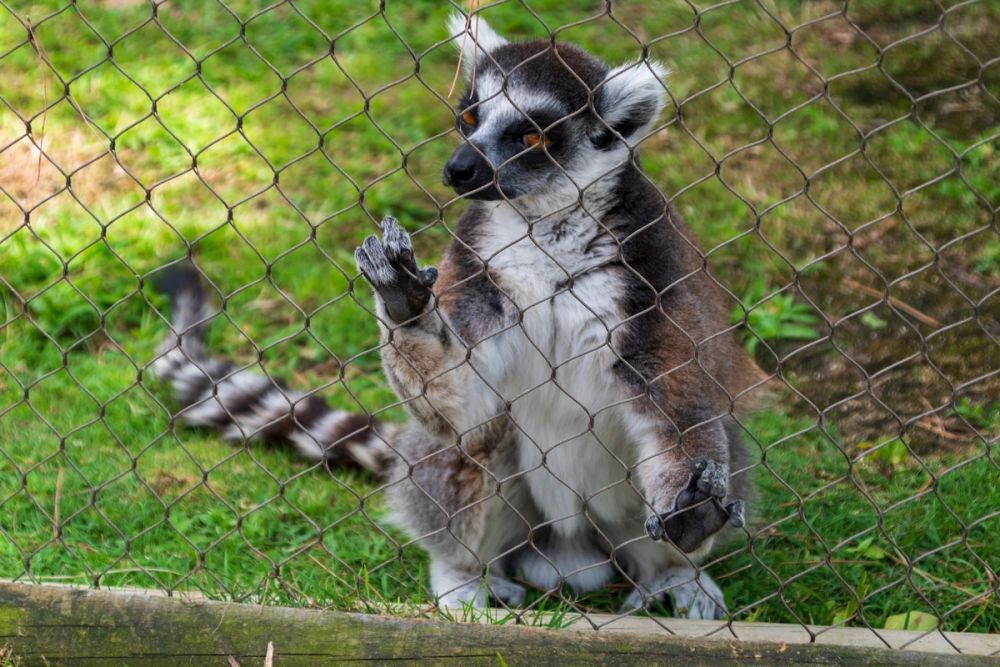 Zoo 17-08-2024