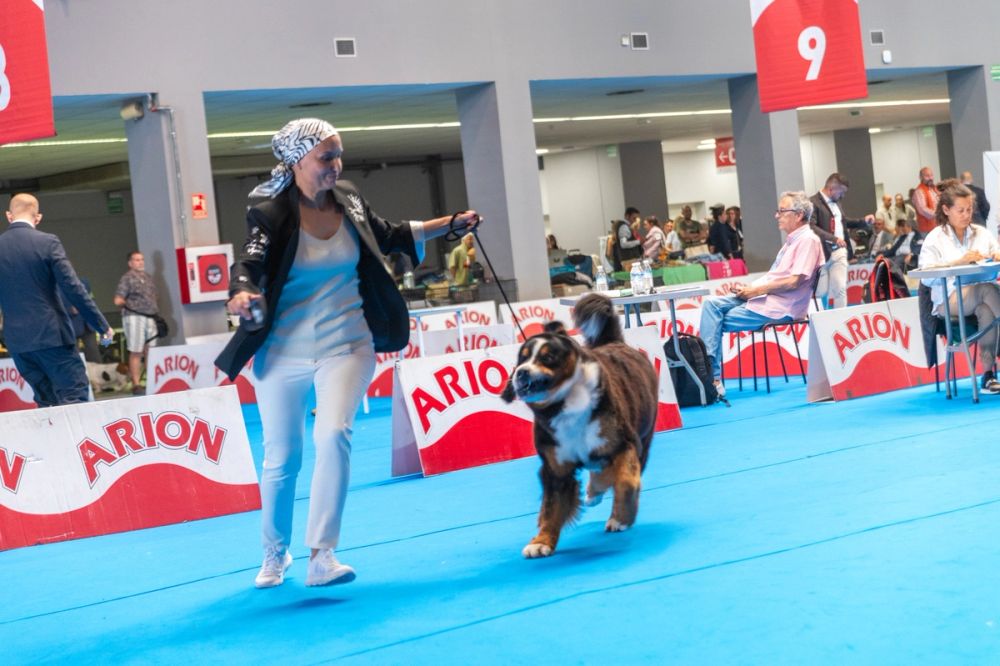 Exposicion canina (ciudad real) 01-06-2024