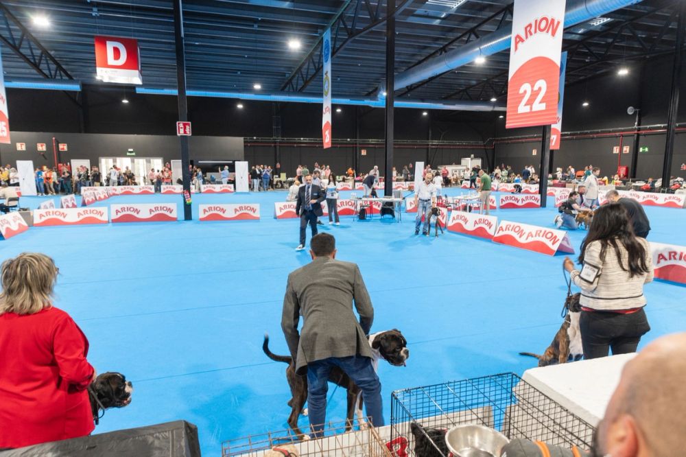 Exposicion canina (ciudad real) 02-06-2024