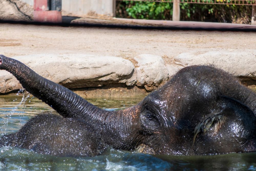 Zoo 17-08-2024