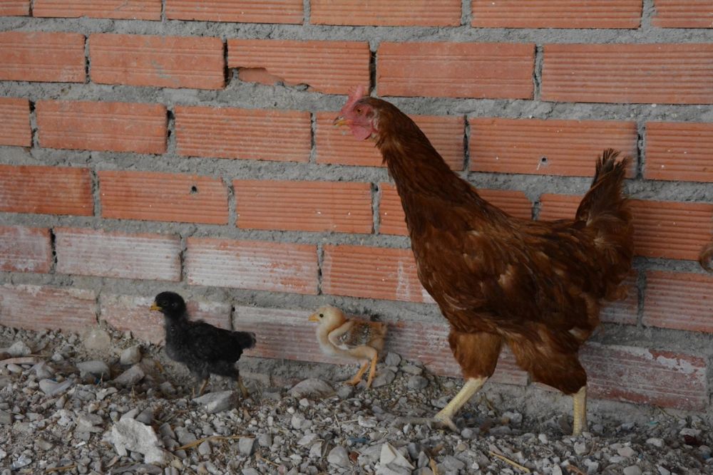 Gallinas de corral 