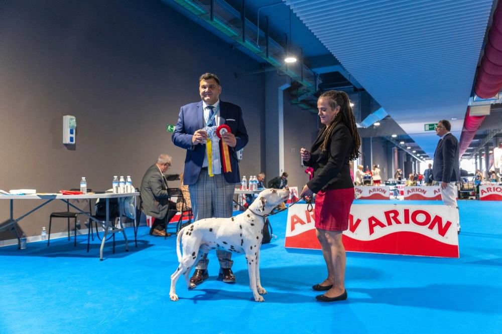 Exposicion canina (ciudad real) 02-06-2024