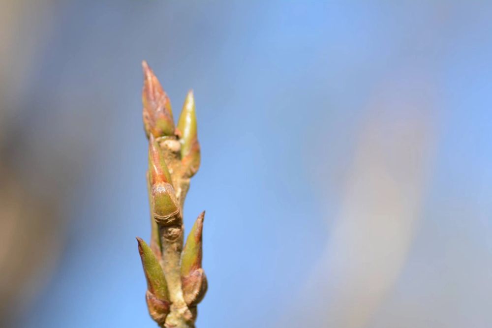Fotografia Macro 2018