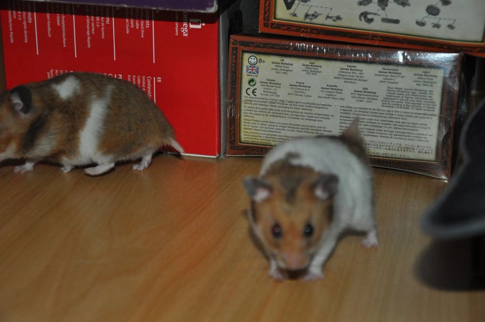 Peque y mordisquitos