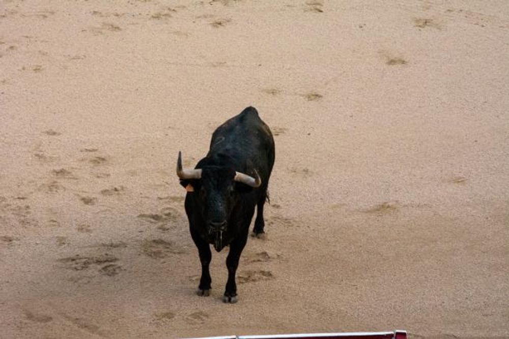 Toros en Colmenar Viejo 22-08-2019