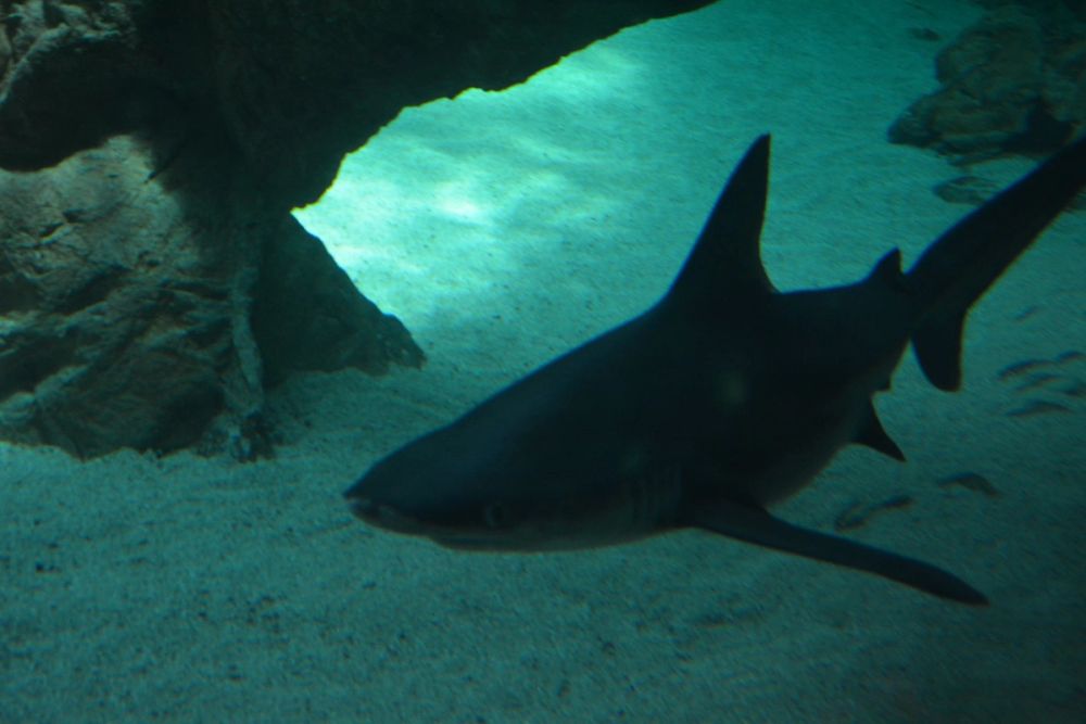 zoo 07-07-2018