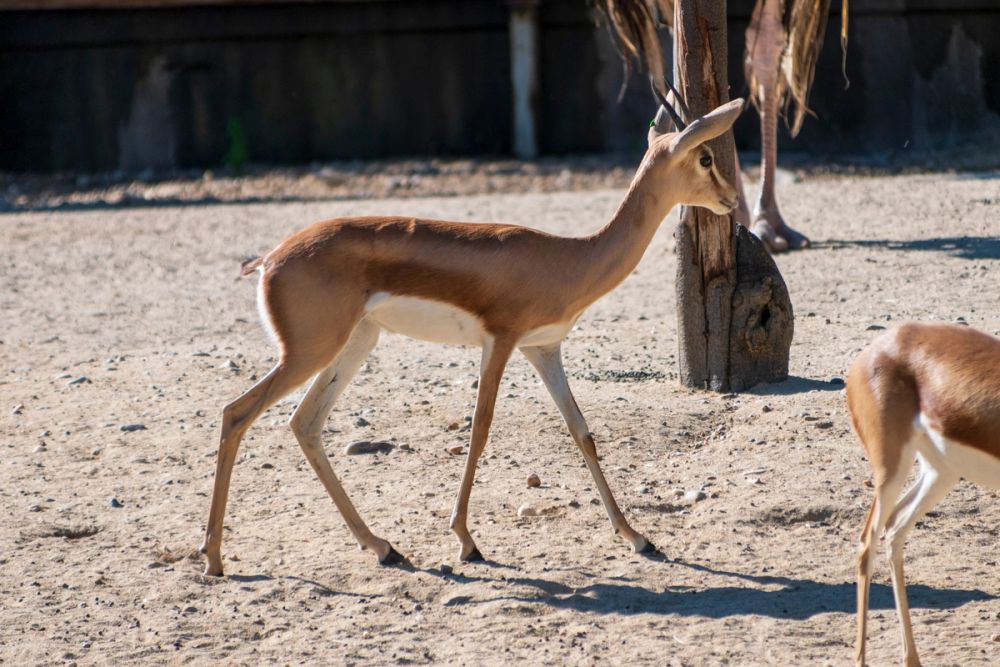 Zoo 17-08-2024