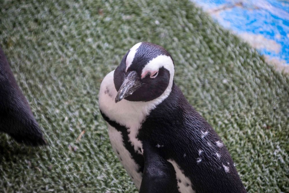 Zoo 29-07-2026