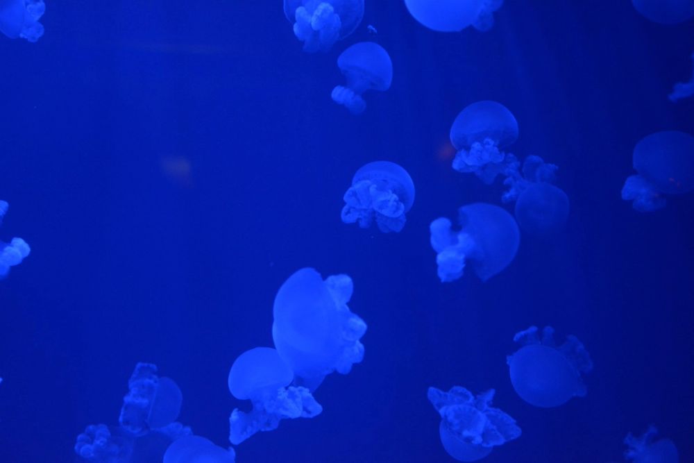Oceanografic 2022