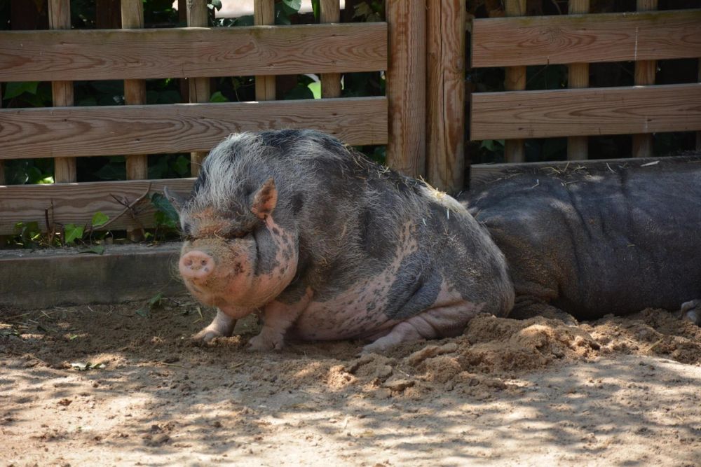 zoo 07-07-2018