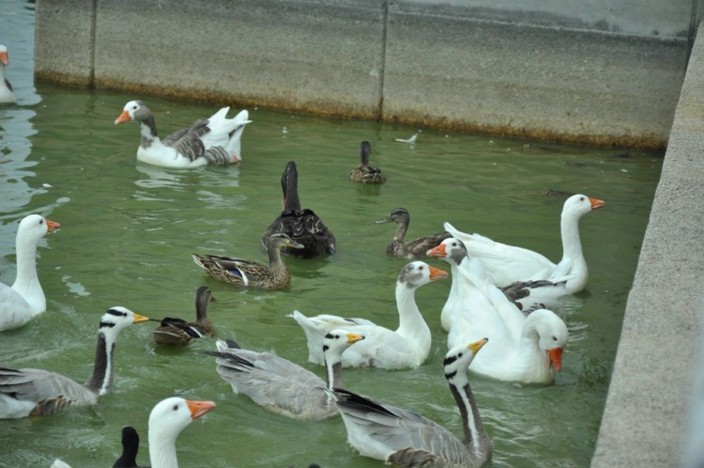 Ocas y patos en parque polvoranca (Leganes) 30-08-2014
