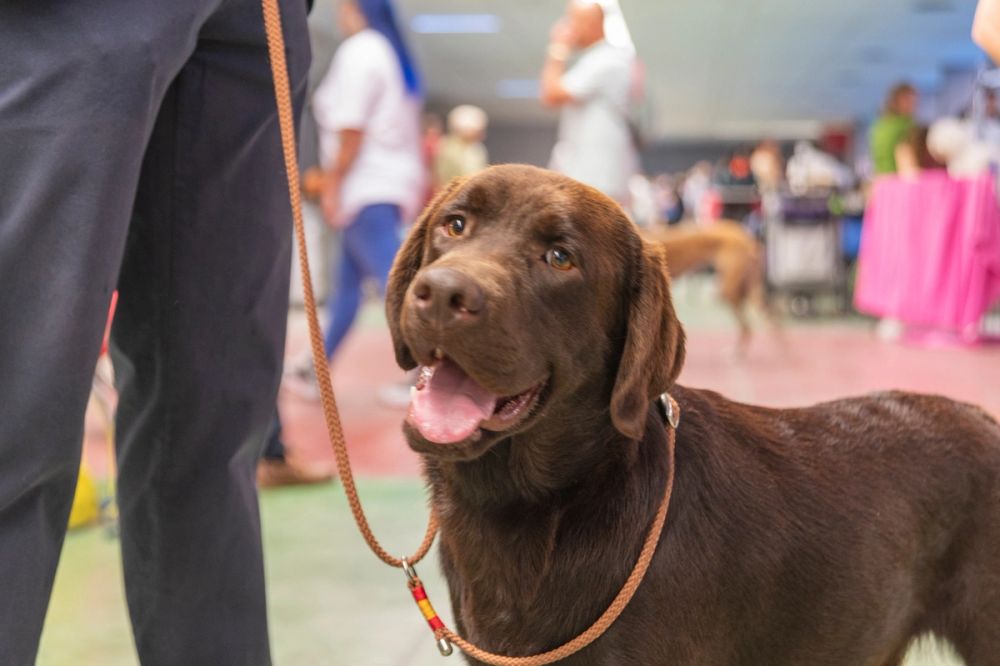 Perretes de la Exposicion canina (ciudad real) 01-06-2024