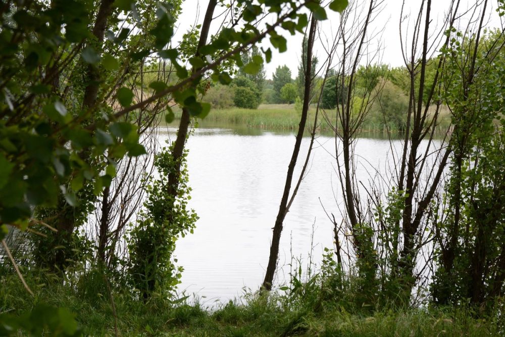 Naturaleza Parque polvoranca (Leganes) 10-06-2019