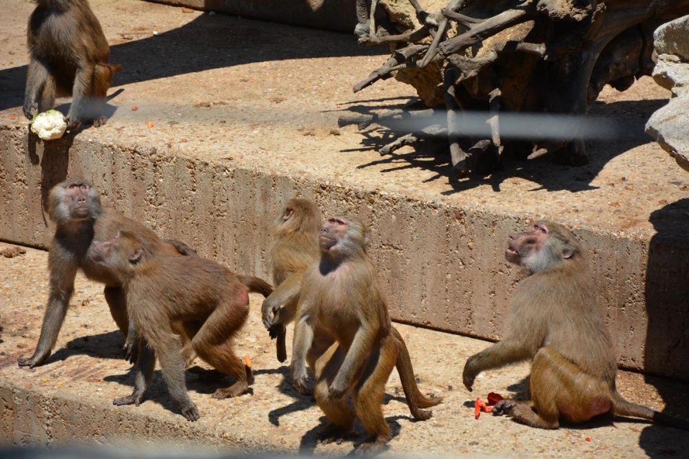zoo 07-07-2018