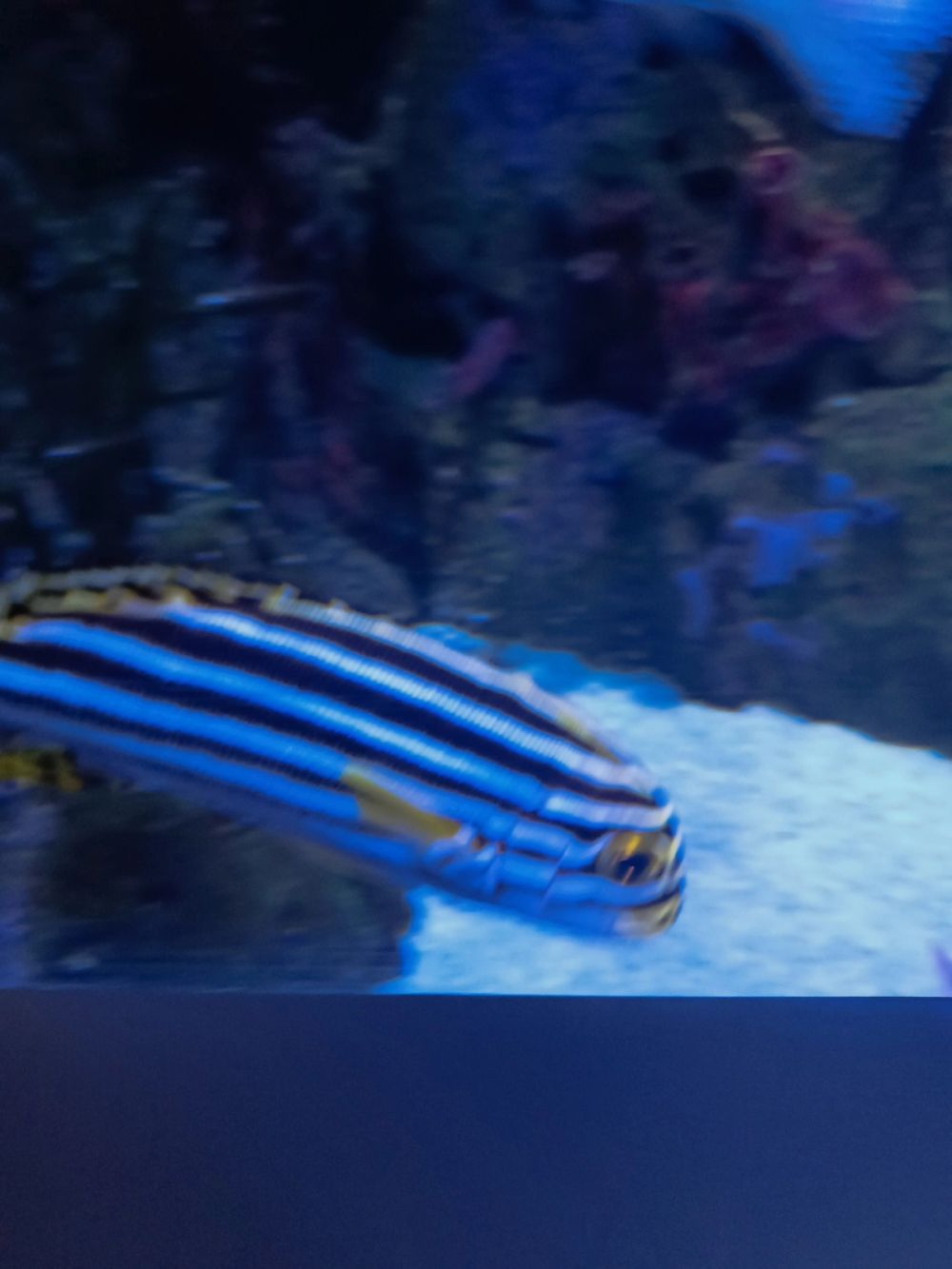 Atlantus aquarium Xanadu 05-08-2023
