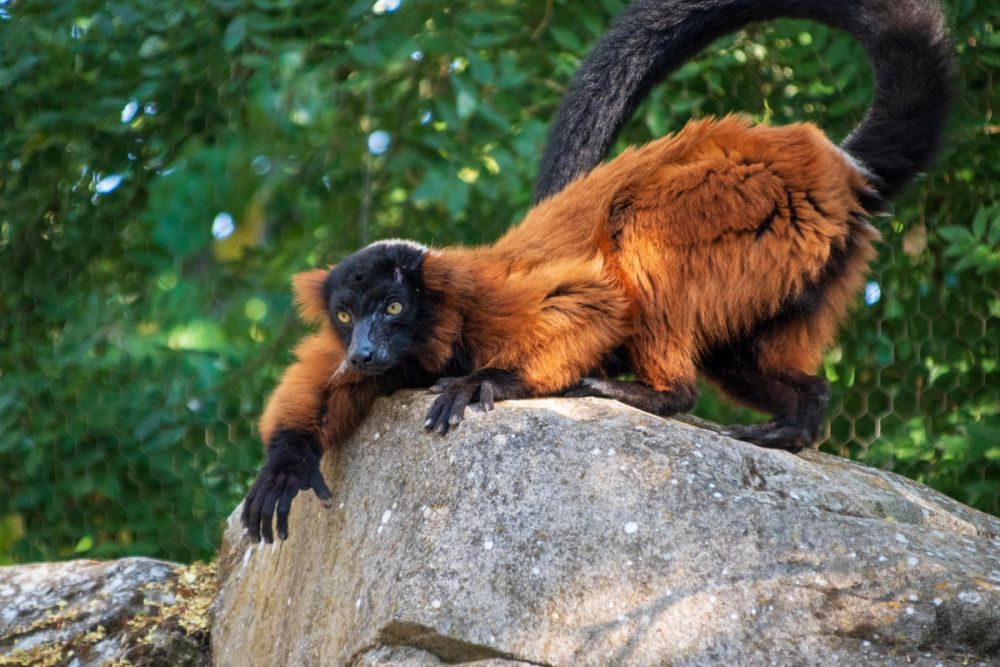 Faunia 03-08-2024