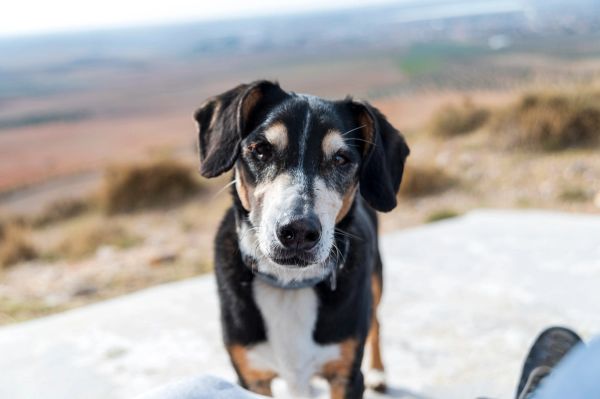 Suko