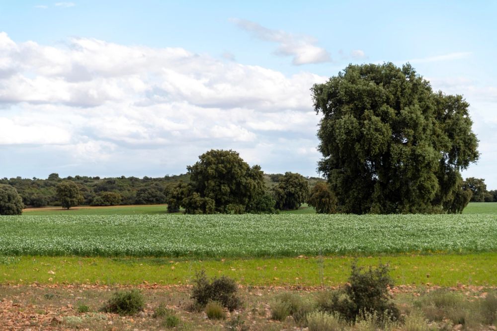 Sierra de Corral de Almaguer 03-05-2025