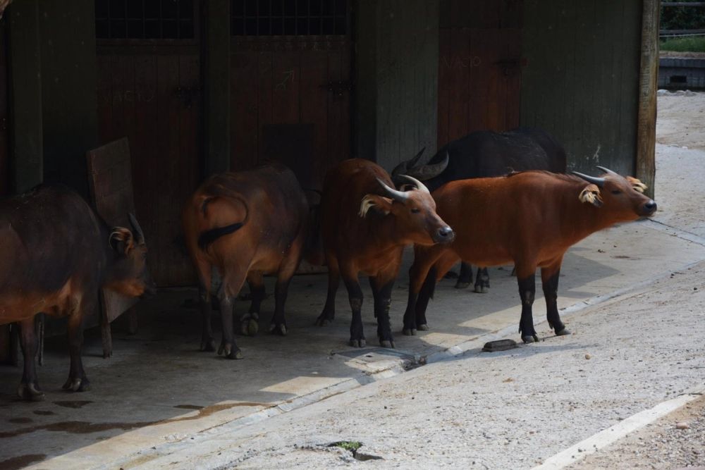 zoo 07-07-2018