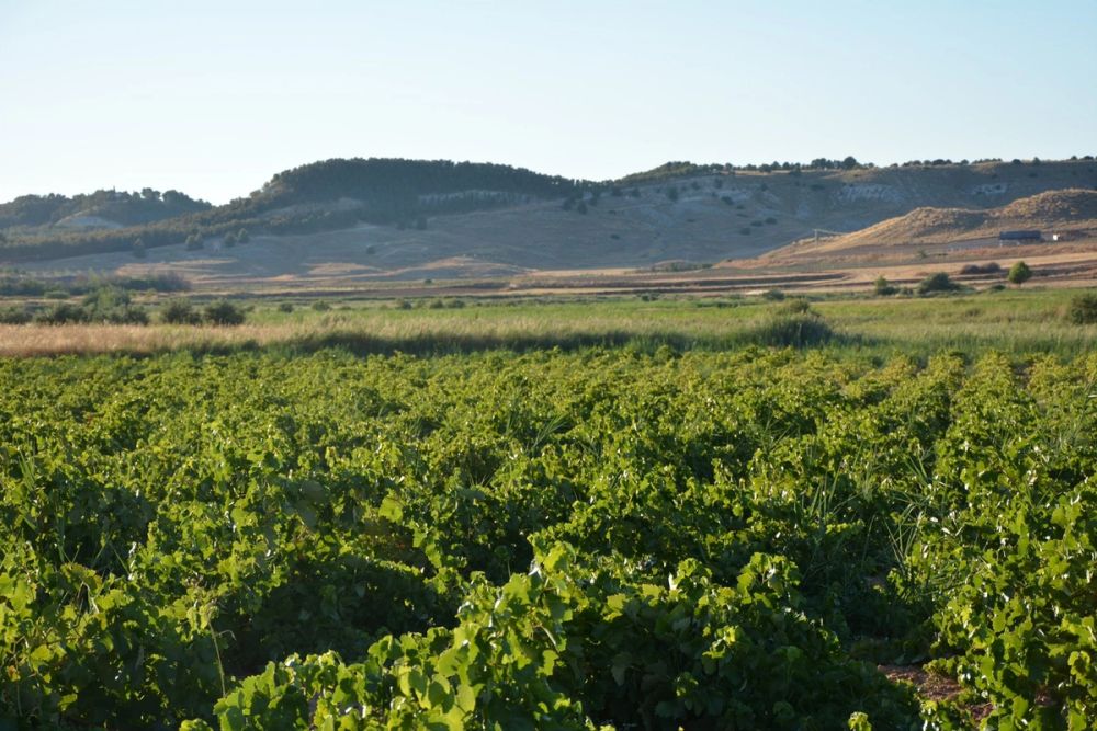 Lagunas de la guardia y Ermita del Santo Niño (La guardia) 2020