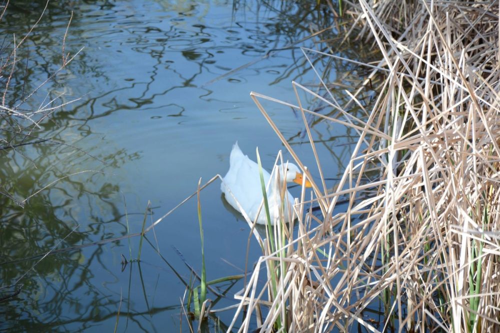 Ocas, patos y carpas en parque polvoranca (Leganes) 18-03-2017