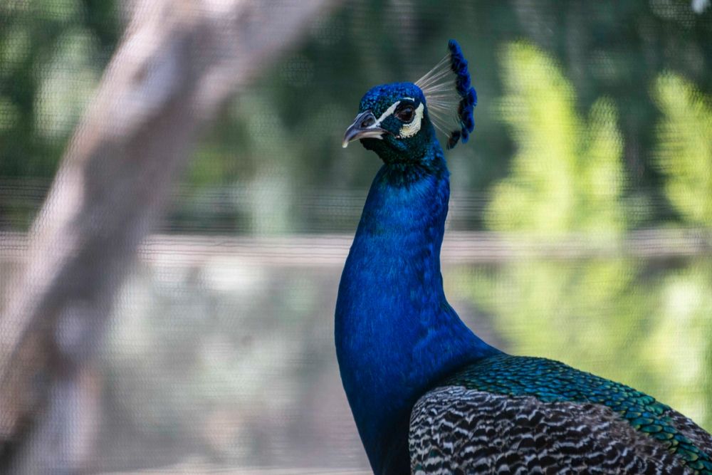 Zoo 29-07-2026