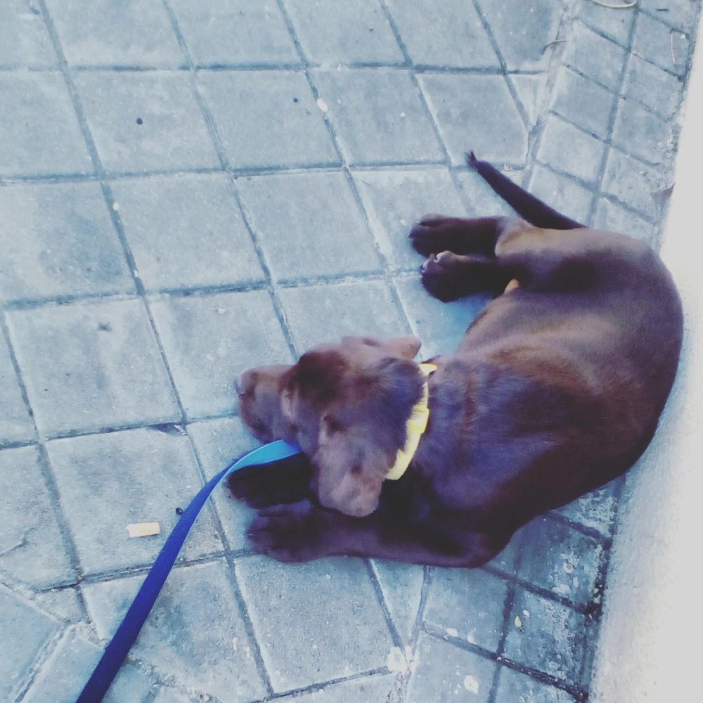 baby Conan