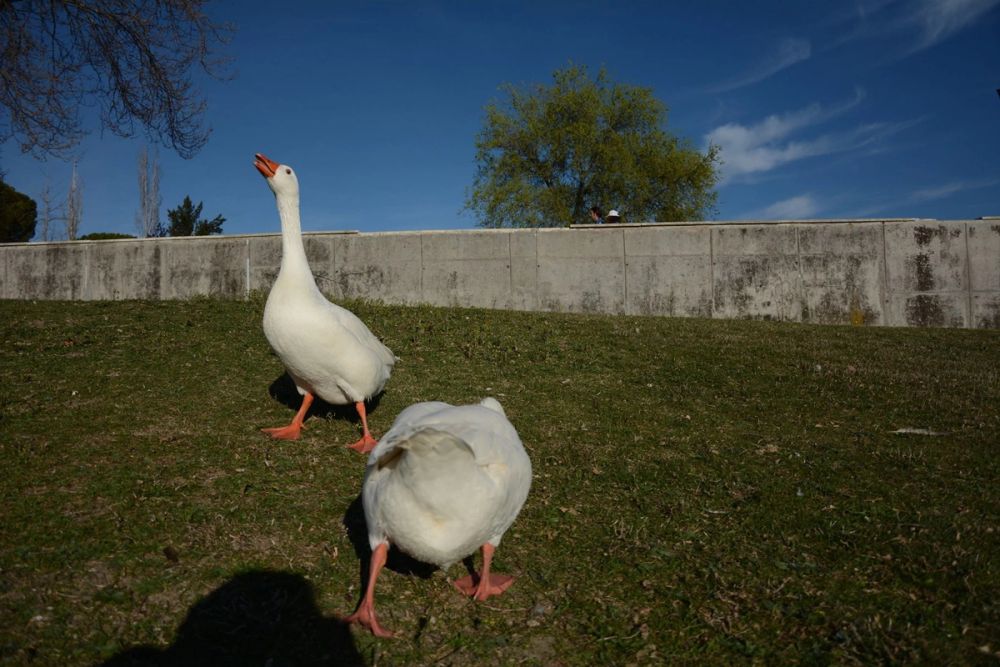 Ocas, patos y carpas en parque polvoranca (Leganes) 18-03-2017