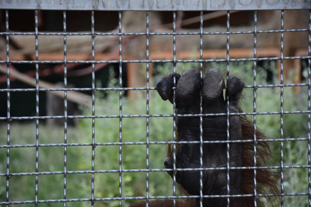 zoo 07-07-2018