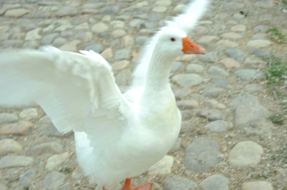 Ocas y patos en parque polvoranca (Leganes) 30-08-2014