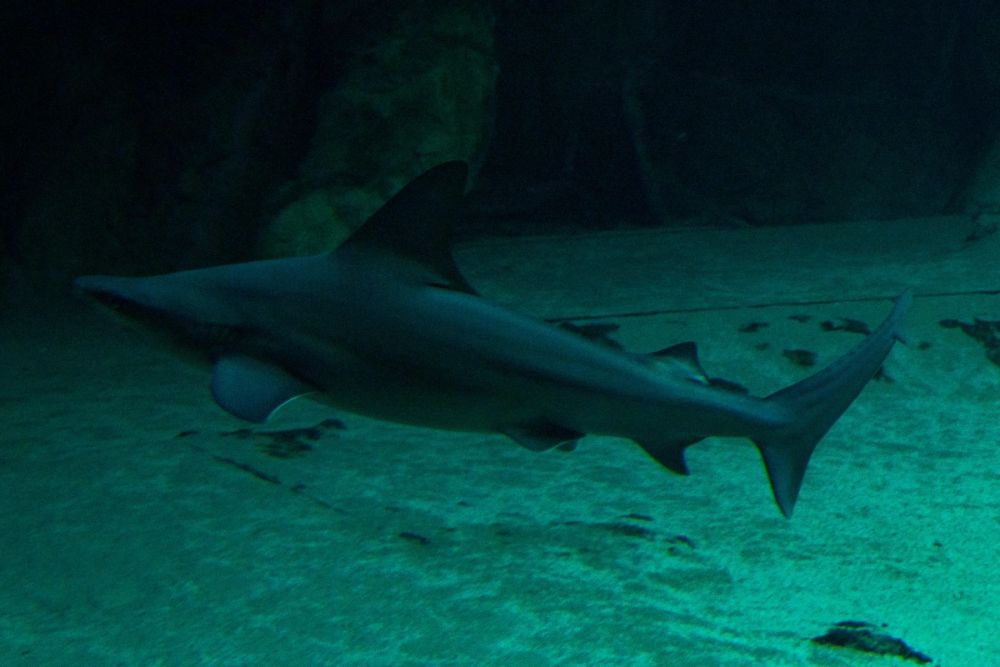 Zoo 17-08-2024