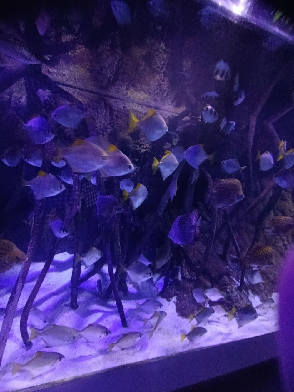 Atlantus aquarium Xanadu 05-08-2023