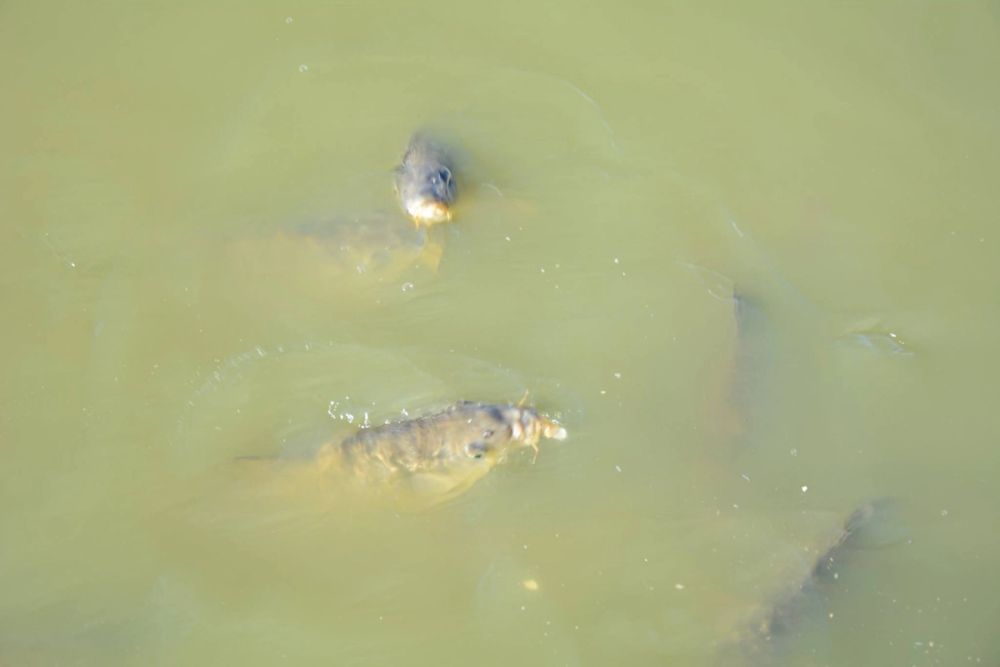 Ocas, patos y carpas en parque polvoranca (Leganes) 18-03-2017